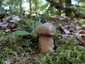 Nyári vargánya (Boletus reticulatus), Őrség